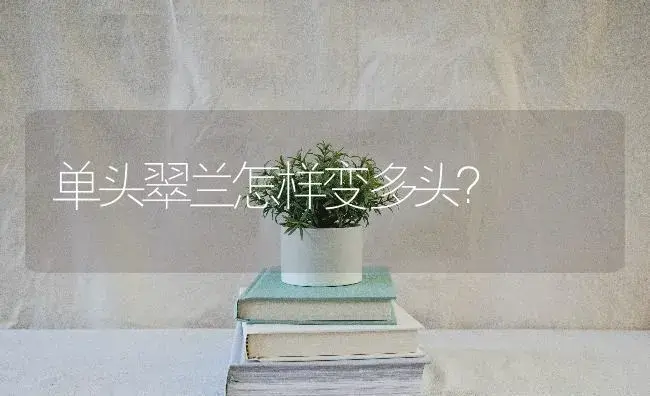 单头翠兰怎样变多头？ | 多肉养殖