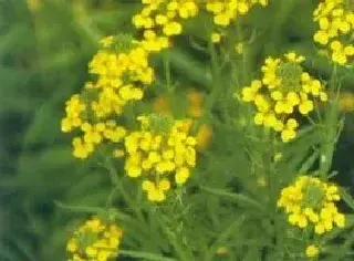 糖芥
