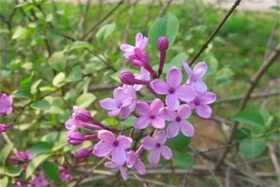 紫丁香花语，丁香怎么养