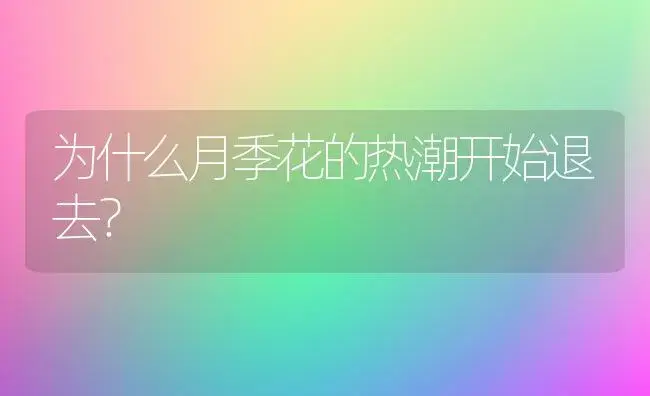 为什么月季花的热潮开始退去？ | 多肉养殖