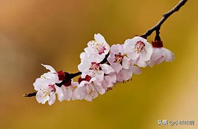 十大名花是哪十种花？