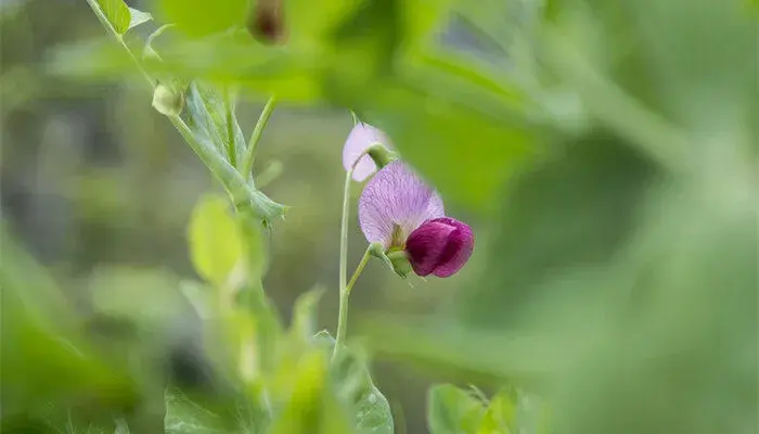 依米花的花语 依米花的花语是什么