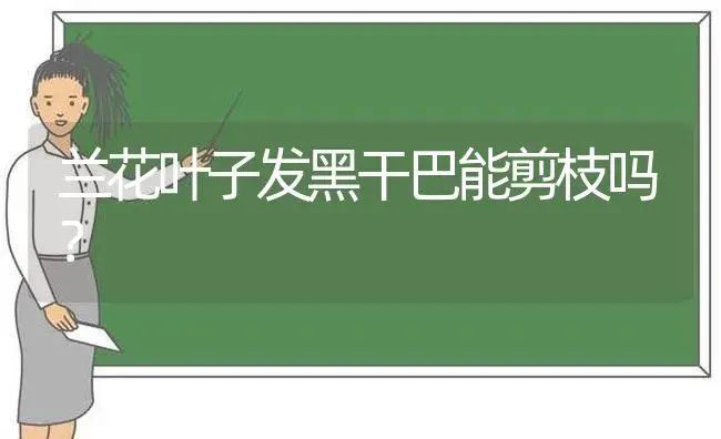 兰花叶子发黑干巴能剪枝吗？ | 绿植常识