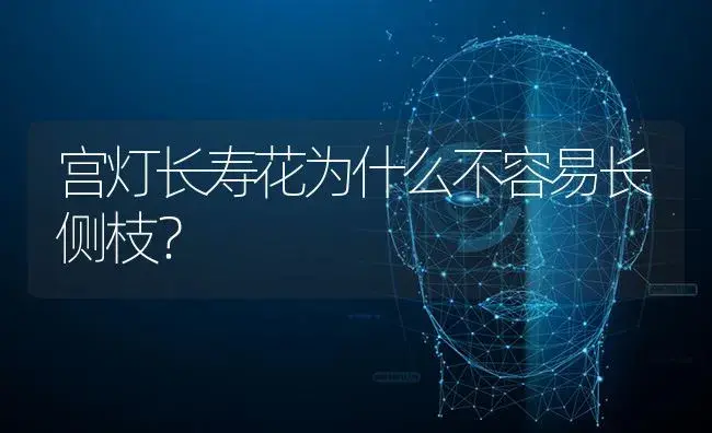 宫灯长寿花为什么不容易长侧枝？ | 多肉养殖