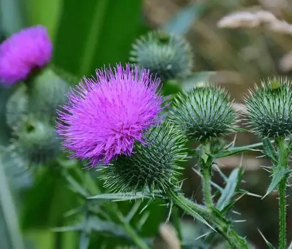 白蓟花的花语是什么，独立与严格