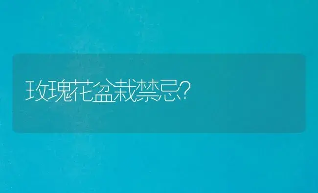 扦插月季先消毒还是泡生根水？ | 绿植常识