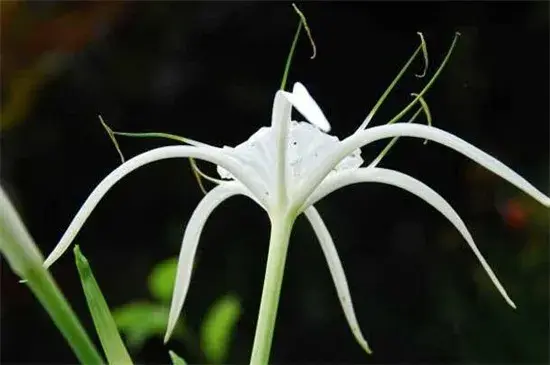 曼陀罗花语与传说