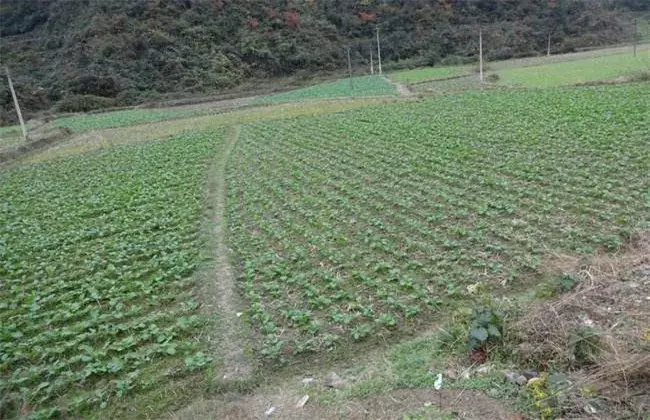 油花菜常见病害及防治和治疗 