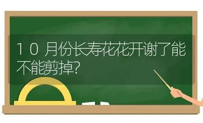 10月份长寿花花开谢了能不能剪掉？ | 多肉养殖