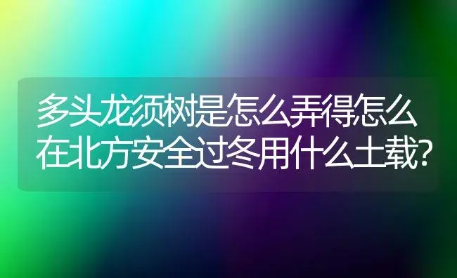 多头龙须树是怎么弄得怎么在北方安全过冬用什么土载？ | 多肉养殖