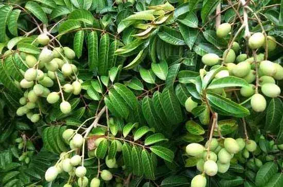 橄榄枝花语