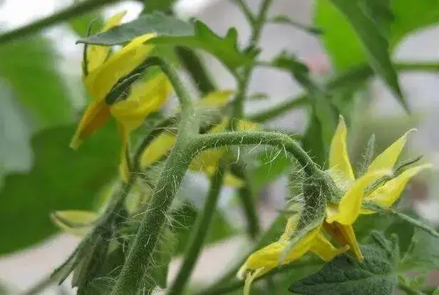 棚室放风有门道，不然蔬菜遭大罪，产量下滑快！