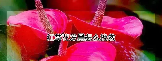 红掌花发黑怎么挽救