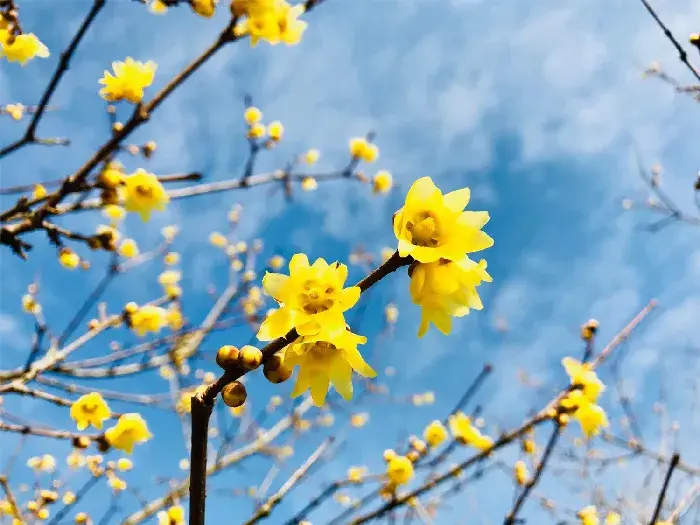 红色腊梅的花语和象征