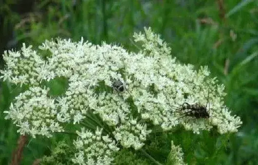 白芷种子怎么选种育苗