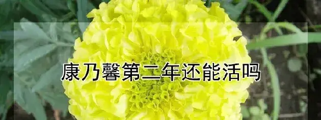 康乃馨第二年还能活吗