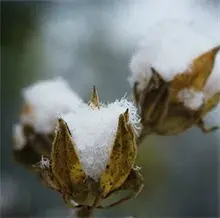 种好棉花要掌握关键技术