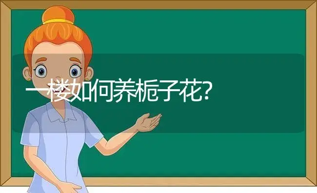 一楼如何养栀子花？ | 绿植常识