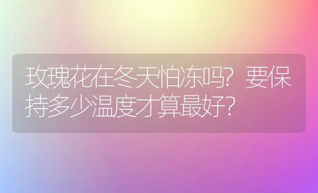 玫瑰花在冬天怕冻吗?要保持多少温度才算最好？ | 绿植常识