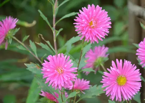 翠菊的花语是什么？