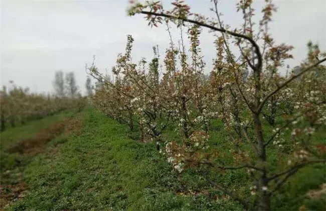 梨树只开花不结果是什么起因