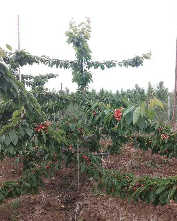 蜜泉甜樱桃品种栽培技术