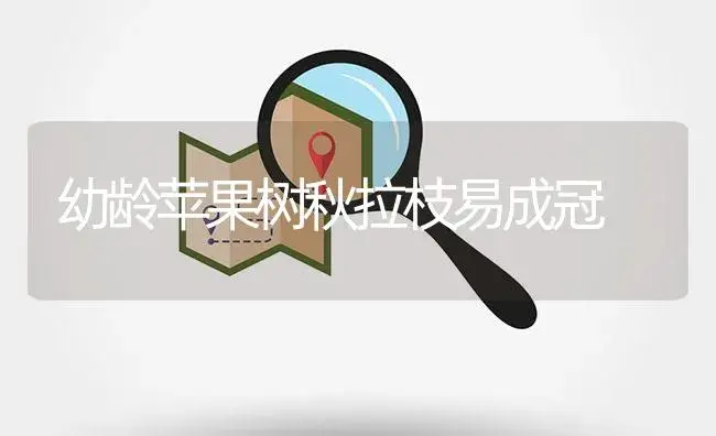 幼龄苹果树秋拉枝易成冠 | 果木种植