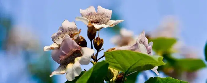 泡桐花的花语