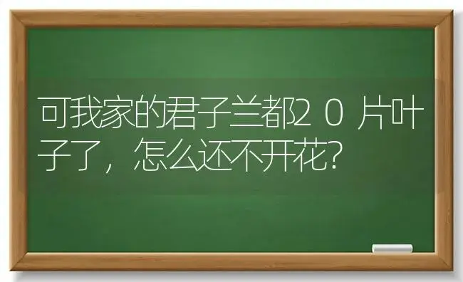 可我家的君子兰都20片叶子了，怎么还不开花？ | 绿植常识