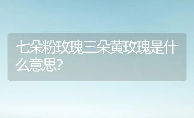 七朵粉玫瑰三朵黄玫瑰是什么意思？ | 绿植常识