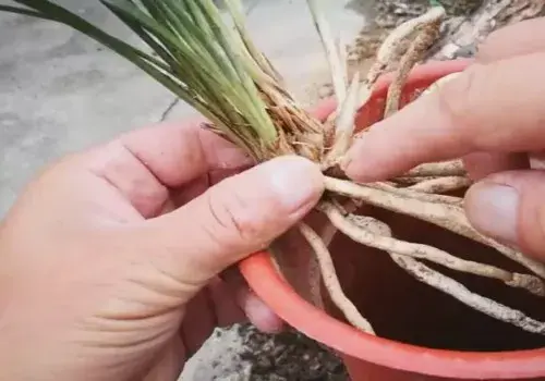 花卉果蔬盆景 | 野生兰花如何上盆 有哪些注意事项