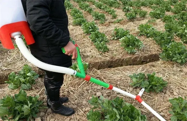 芋头的施肥技术