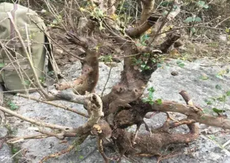 树木盆景 | 白花继木下山桩采挖方法