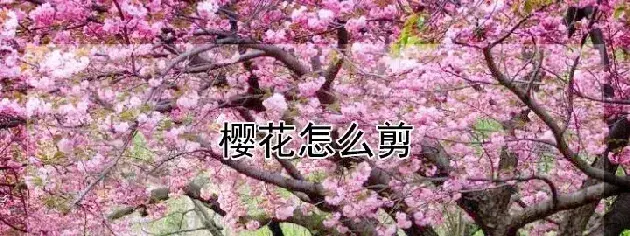 樱花怎么剪