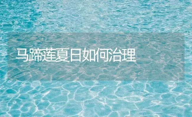 马蹄莲夏日如何治理 | 家庭养花