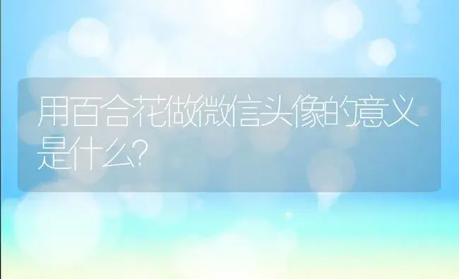 用百合花做微信头像的意义是什么？ | 绿植常识