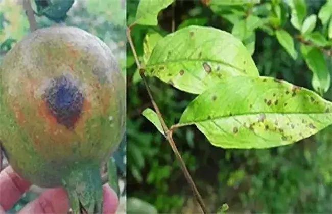 石榴果腐病的防治和治疗办法