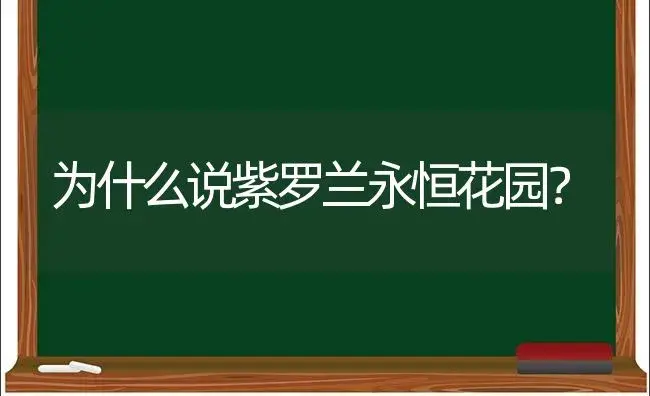 为什么说紫罗兰永恒花园？ | 绿植常识