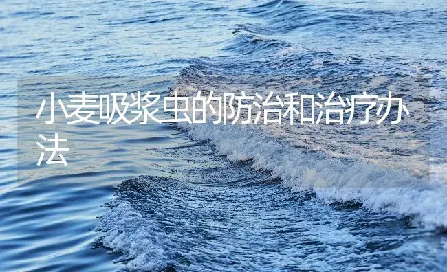 小麦吸浆虫的防治和治疗办法 | 农作物种植