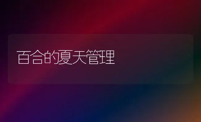 百合的夏天管理 | 家庭养花