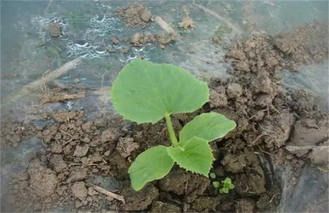 甜瓜订植后管理技术