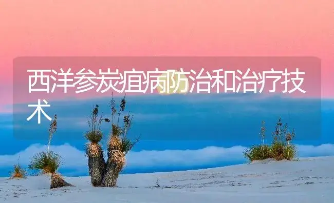 西洋参炭疽病防治和治疗技术 | 药材种植