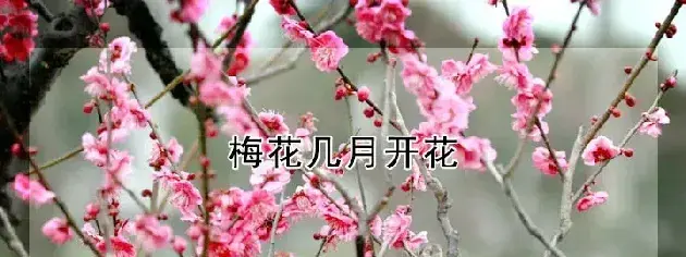 梅花几月开花