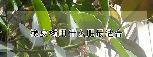 橡皮树用什么肥最适合