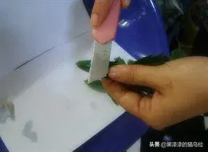 仙人掌嫁接蟹爪莲的详细扦插方法？