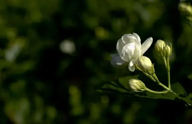 茉莉花与栀子花的不同办法