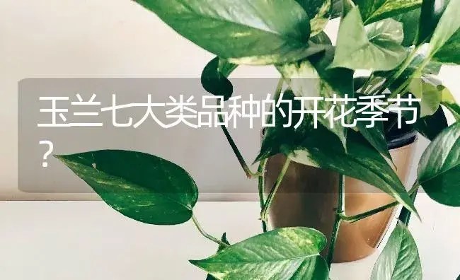 玉兰七大类品种的开花季节？ | 绿植常识