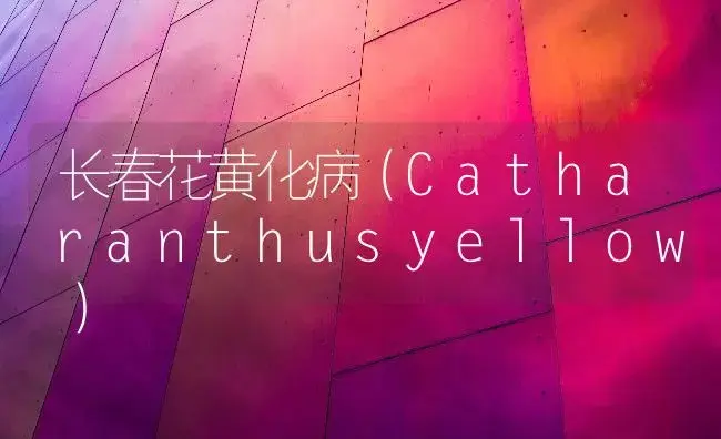 长春花黄化病（Catharanthusyellow） | 家庭养花