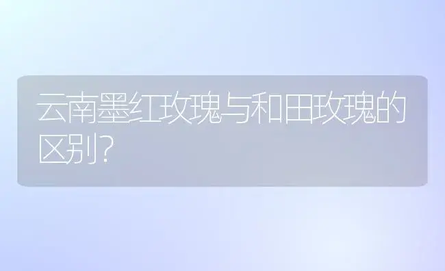 云南墨红玫瑰与和田玫瑰的区别？ | 绿植常识