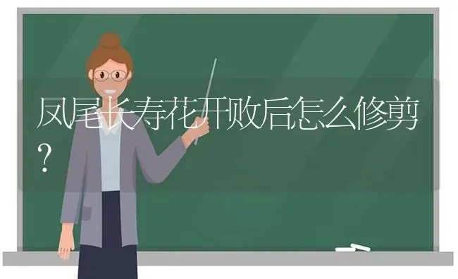 凤尾长寿花开败后怎么修剪？ | 多肉养殖
